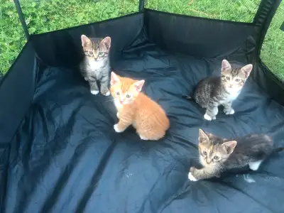 Beautiful kittens for Sale, View more