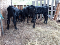 beef x calves , most are black angus x  ready for grass