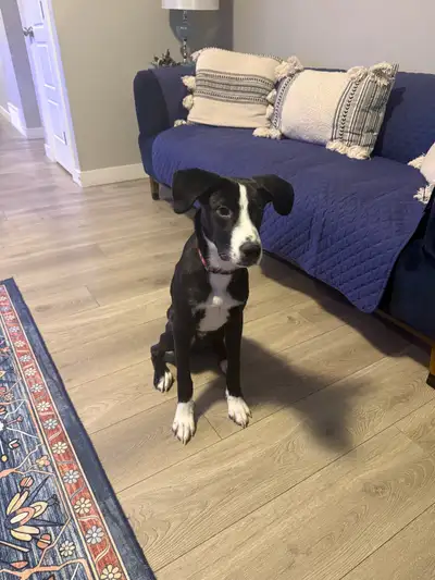 6 months puppy  Border collie and Labrador mix , View more