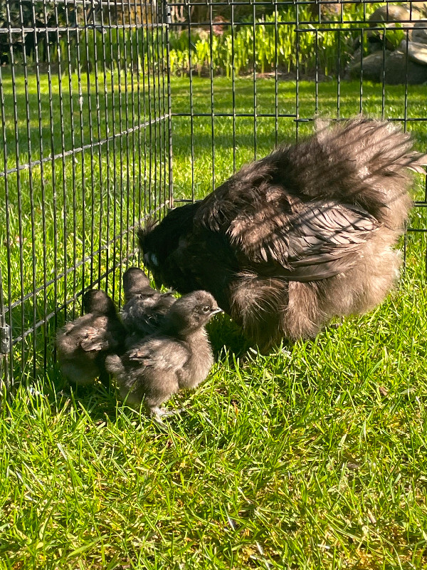 SILKIE CHICKENS in Livestock in Abbotsford - Image 4