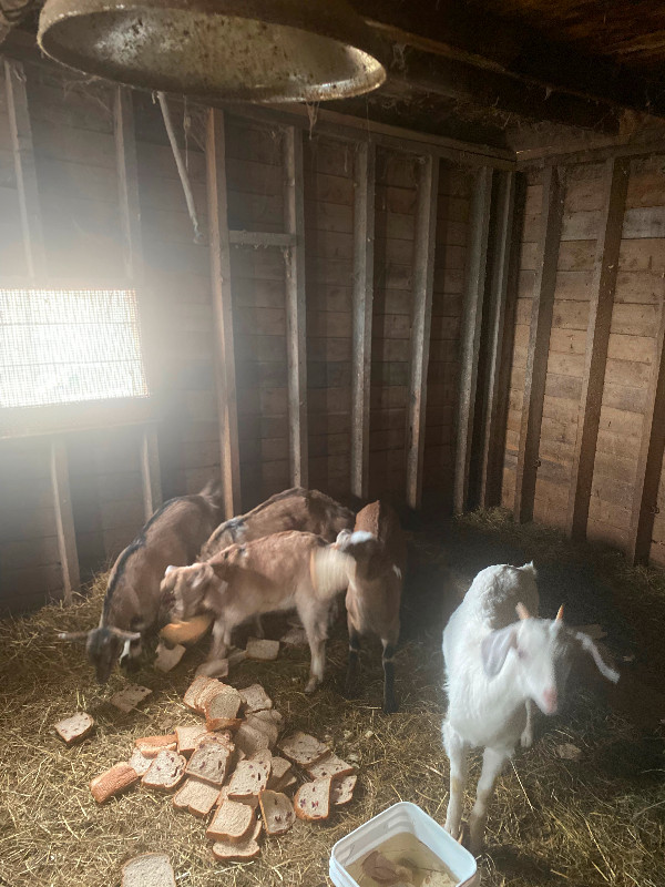 Baby goats in Livestock in City of Halifax - Image 2