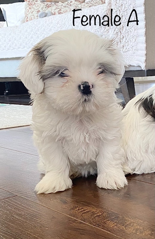 Beautiful Shih Tzu Puppies Dogs & Puppies for Rehoming Kamloops