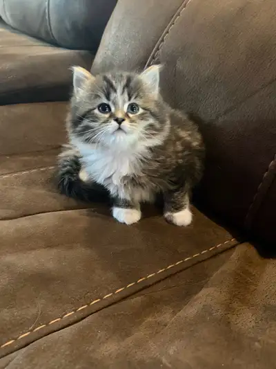 ✨ Male Persian Ragdoll Kitten ✨ $700, View more