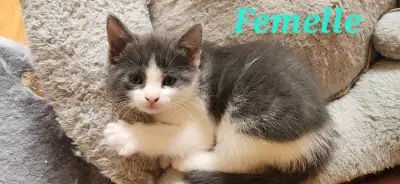 Chatons à vendre, View more