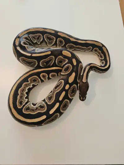 Selling multiple ball pythons, looking for them to go to good homes. Can provide additional photos i...