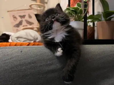 Kittens ready for a new home!!, View more