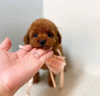 High Quality Pedigree Dark Red Toy Poodle Pups