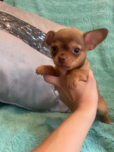 PRÊT chihuahua mâles, View more