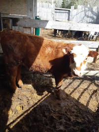 Steer forsale +_500 lbs call or text Peter at 1-902-349-7369  