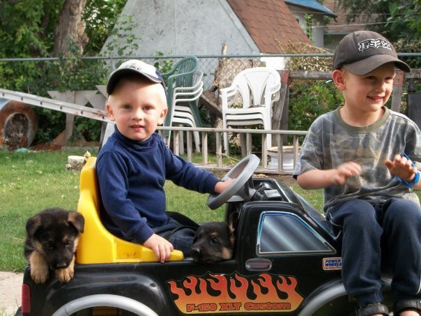 REGISTERED GERMAN SHEPHERD PUPS in Dogs & Puppies for Rehoming in Regina - Image 4