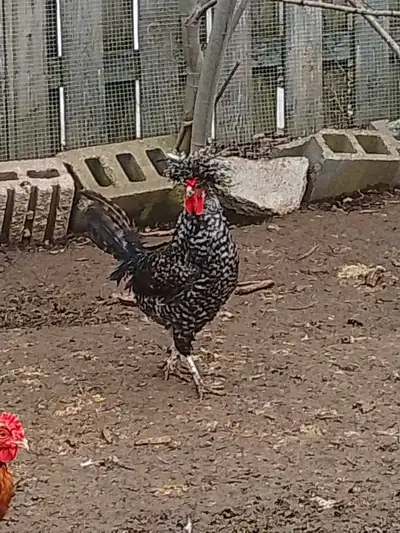 Polish Rooster, View more