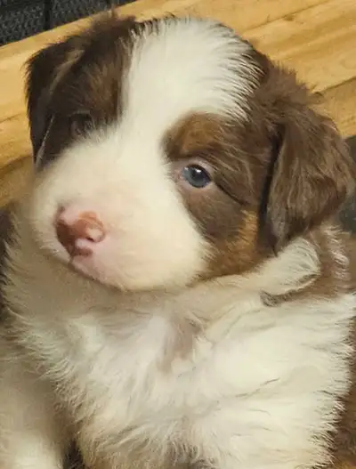 BEAUTIFUL AUSTRALIAN SHEPHERD PUPS, View more
