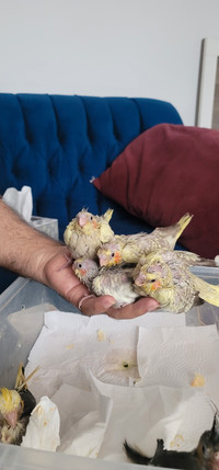 Four Babies Hand-Fed Cockatiels for sale for $150 each