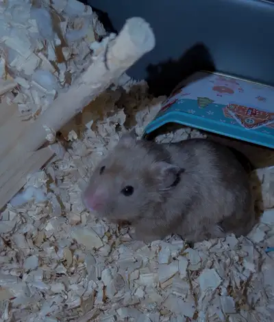 hamster find home , View more