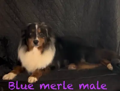Gorgeous Australian Shepherds, View more