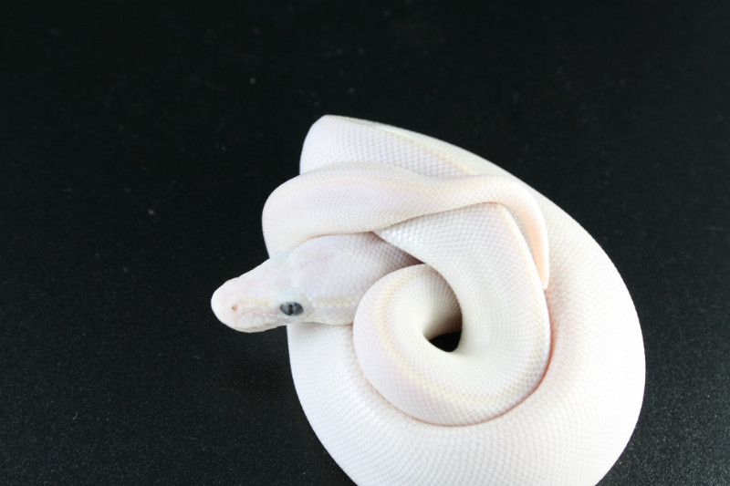 2023 Karma (Blue Eyed Lucy) Ball Pythons Available | Reptiles & Amphibians  For Rehoming | Mississauga / Peel Region | Kijiji