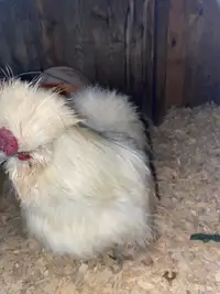 Silkie  rooster