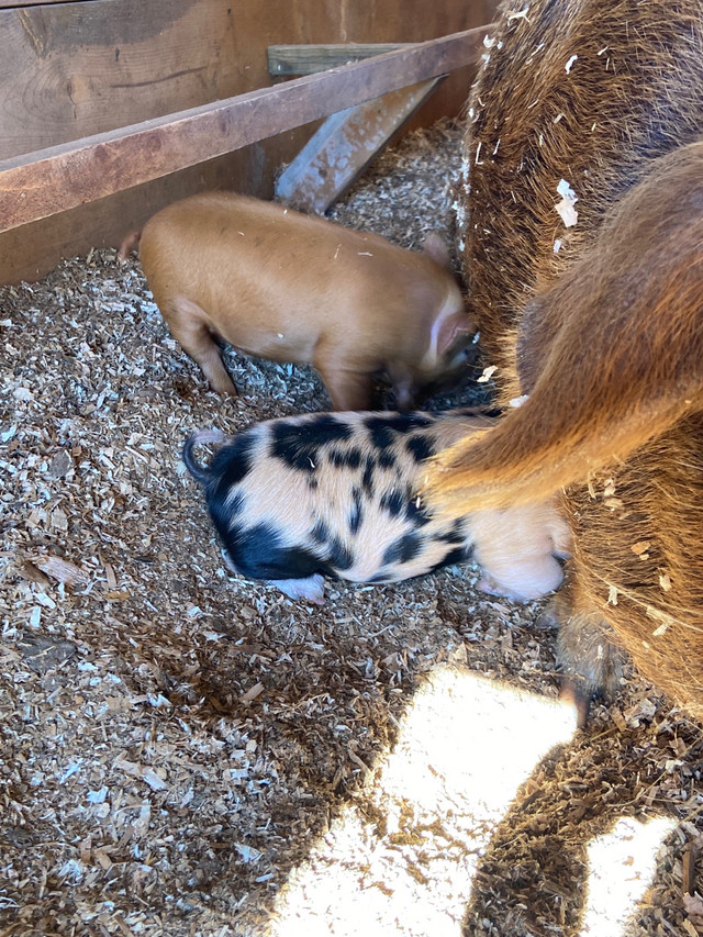 Kunekune piglets in Livestock in Abbotsford - Image 3