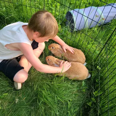 2 flemish/lop bucks free to good home, View more