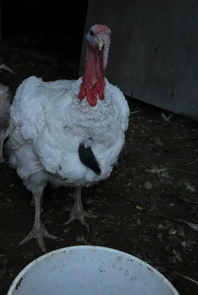 Turkey Tom in Livestock in Owen Sound - Image 3