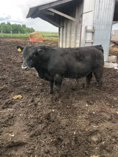Yearling Angus Bull. Semen tested and ready to work. Call 204-371-6404.