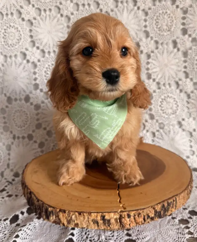 Tiny 3 mth old Cockapoo. Started training   ,Vacc x2 & chip. in Dogs & Puppies for Rehoming in Oakville / Halton Region - Image 2