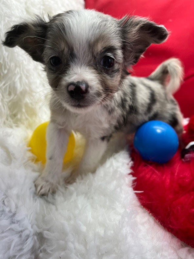 Long Hair Merle Chihuahuas (Male) ready to go Dogs & Puppies for Rehoming Barrie Kijiji