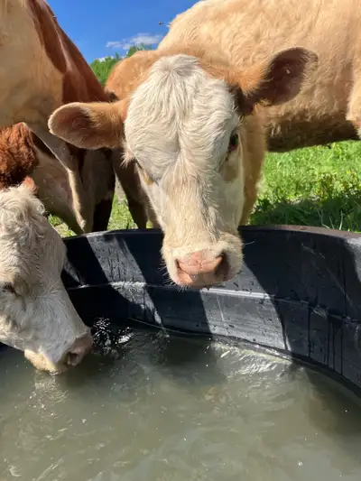 Hereford/Charolais heifer, View more