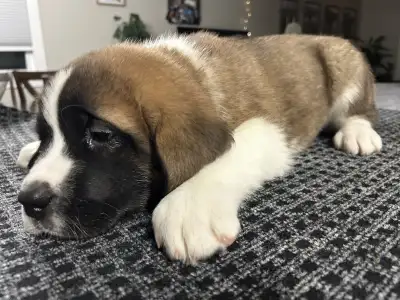 SAINT BERNARD pure bred puppies, View more