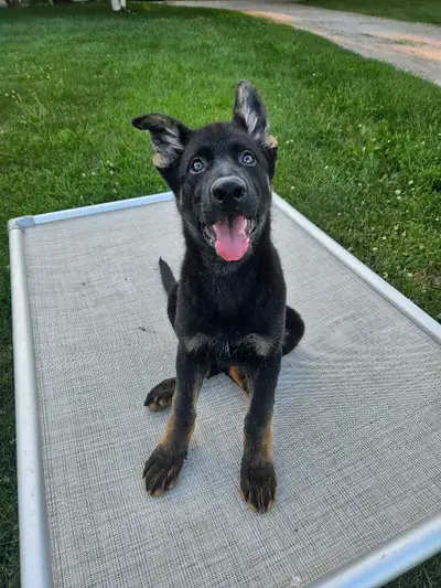 1 male CKC-Reg German Shepherd puppy, View more