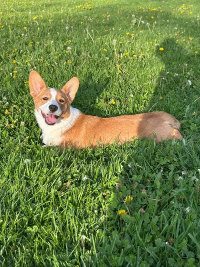An adorable playfull 4-month old corgi puppy (Pembroke Welsh male). He has received all the mandator...