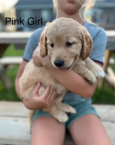 Golden Retriever Puppies, View more