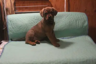 3 female 3 brown Ready to go ASAP. Have had first round of shots. Mother is 3/4 rottweiler and 1/4 m...