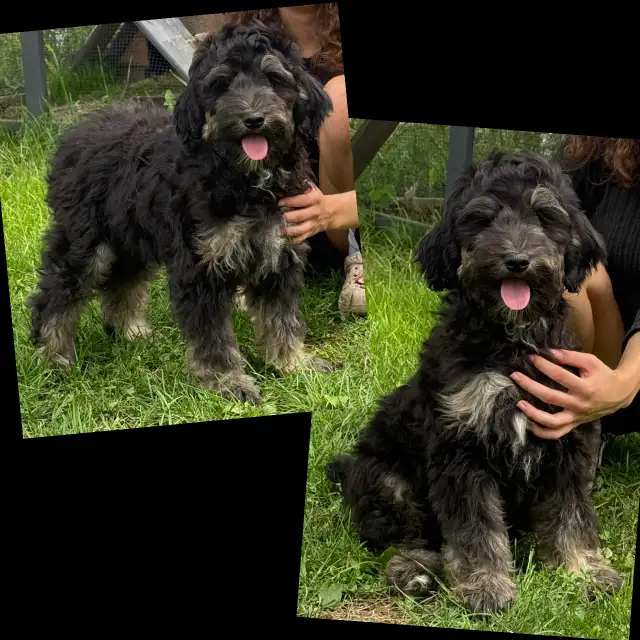 Mini Goldendoodles ~ Mini Bernedoodles ~ Mini Aussiedoodles in Dogs & Puppies for Rehoming in Mississauga / Peel Region - Image 8