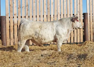 A powerhouse that keeps getting better and better. Not a heifer bull. BW - 120lbs Adjusted wean weig...