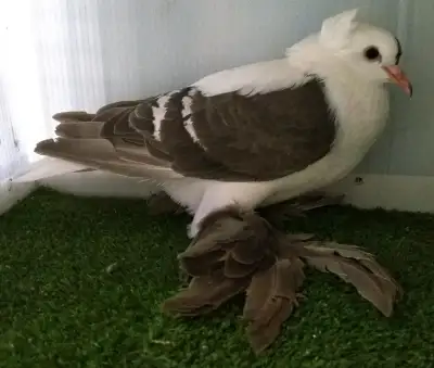 Pigeon hirondelle femelle JA825, View more