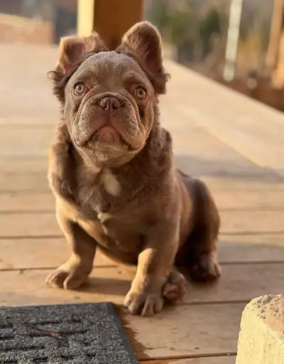 2 loving Frenchies looking for a home, View more