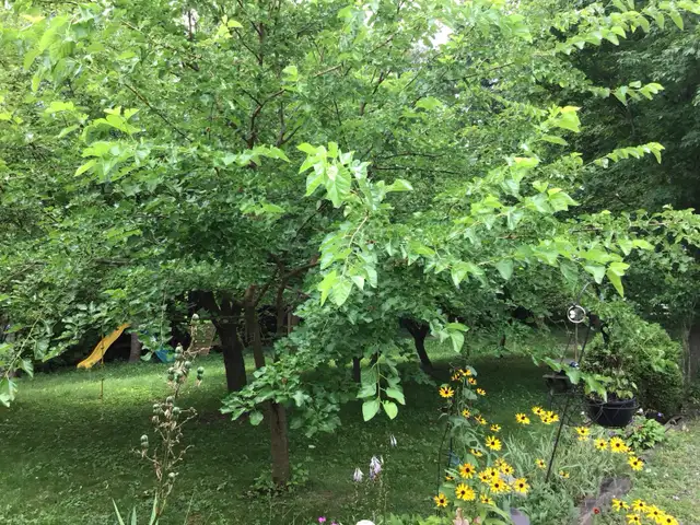 WANTED ,,,,unwanted  small trees for re forest,  