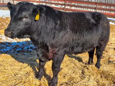 Registered Black Angus Yearling Bull, View more