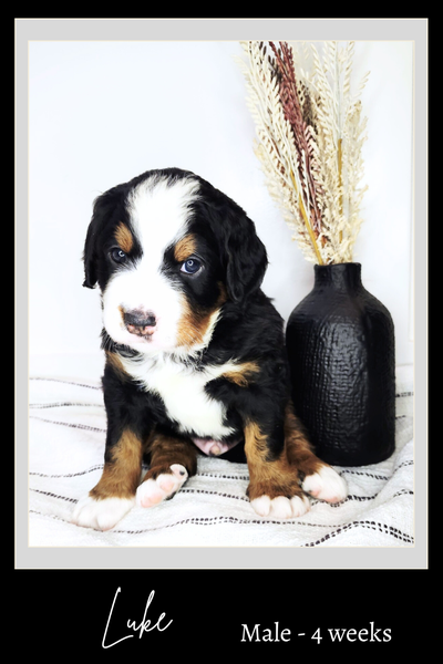Bernedoodle Puppies (Furnished & Un-Furnished), View more