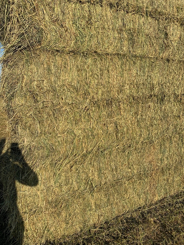Hay for Sale in Livestock in Winnipeg - Image 2