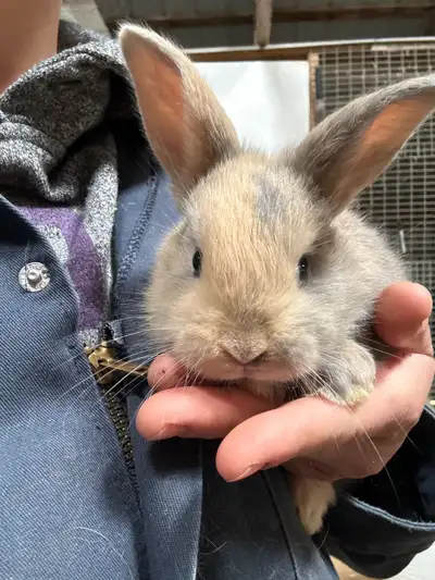 California x New Zealand bunnies , View more