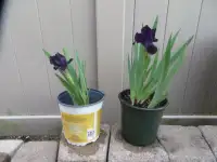 Short navy blue irises, $5