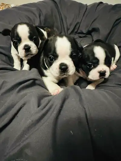 FRENCHTON  PUPPIES, View more