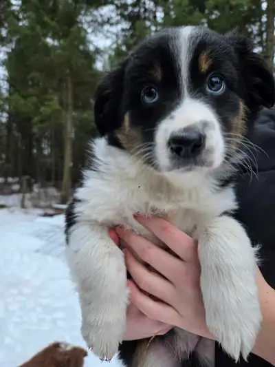 Border Collie X Mini Australian Shepherd, View more