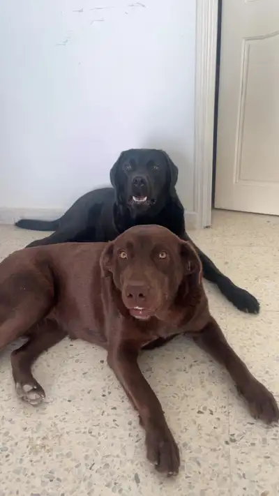 Chiots labrador, View more