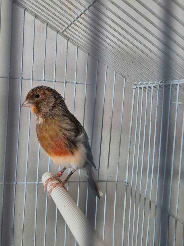 Male canary $80 in Birds for Rehoming in London