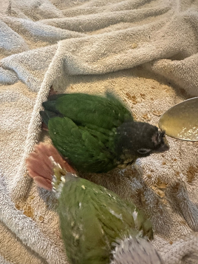 pineapple and yellow sided baby conure in Birds for Rehoming in Brantford - Image 3