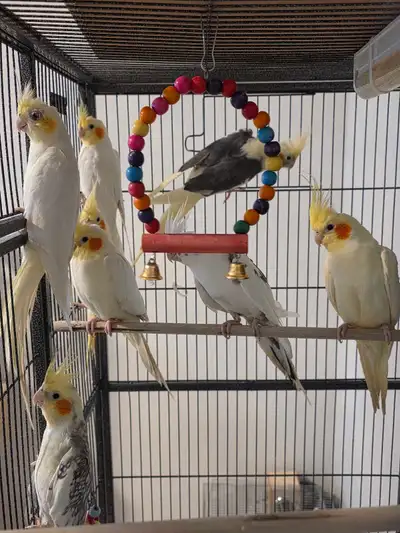 6 cockatiels, View more