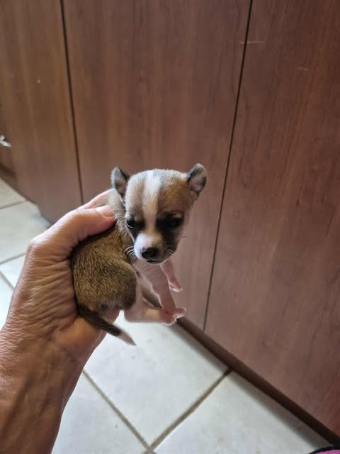 Chiot chihuahua mâle miniature dans Chiens et chiots à adopter  à Saguenay